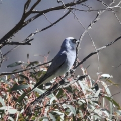 Coracina novaehollandiae (Black-faced Cuckooshrike) at The Pinnacle - 29 Aug 2020 by Alison Milton