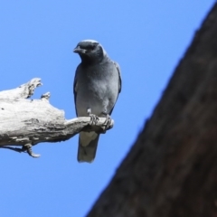 Coracina novaehollandiae at Hawker, ACT - 29 Aug 2020