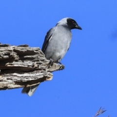 Coracina novaehollandiae at Hawker, ACT - 29 Aug 2020