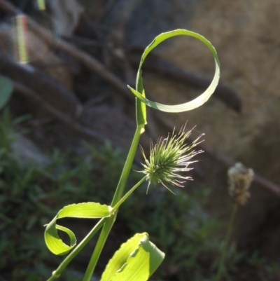 Echinopogon sp. (Hedgehog Grass) at Rob Roy Range - 31 Mar 2020 by michaelb