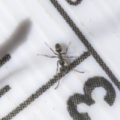 Anonychomyrma sp. (genus) at Hawker, ACT - 29 Aug 2020