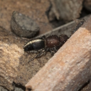 Mutillidae (family) at Bruce Ridge to Gossan Hill - 28 Aug 2020