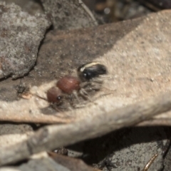 Mutillidae (family) at Bruce Ridge to Gossan Hill - 28 Aug 2020