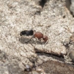 Mutillidae (family) at Bruce Ridge to Gossan Hill - 28 Aug 2020