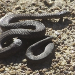 Drysdalia coronoides (White-lipped Snake) at Forbes Creek, NSW - 30 Aug 2020 by SthTallagandaSurvey