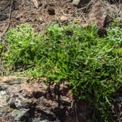 Calandrinia eremaea (Small Purslane) at Mount Majura - 30 Aug 2020 by MattM