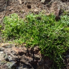 Calandrinia eremaea (Small Purslane) at Hackett, ACT - 30 Aug 2020 by MattM