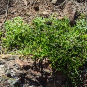 Calandrinia eremaea at Hackett, ACT - 30 Aug 2020