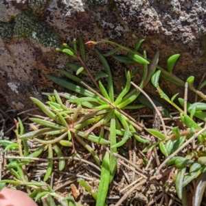 Calandrinia eremaea at Hackett, ACT - 30 Aug 2020