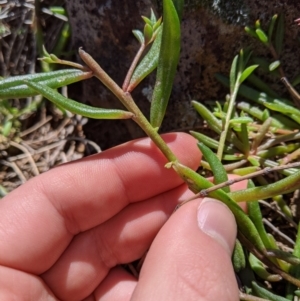 Calandrinia eremaea at Hackett, ACT - 30 Aug 2020