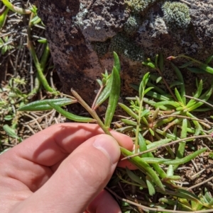 Calandrinia eremaea at Hackett, ACT - 30 Aug 2020