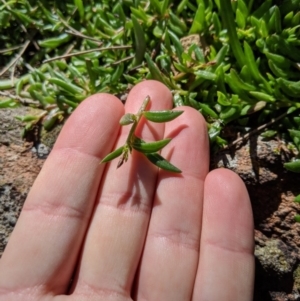 Calandrinia eremaea at Hackett, ACT - 30 Aug 2020