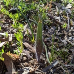 Caladenia actensis (Canberra Spider Orchid) at Hackett, ACT - 30 Aug 2020 by MattM