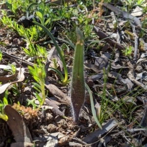 Caladenia actensis at suppressed - 30 Aug 2020