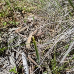 Caladenia actensis (Canberra Spider Orchid) at Mount Majura - 30 Aug 2020 by MattM