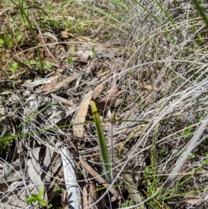 Caladenia actensis at suppressed - 30 Aug 2020