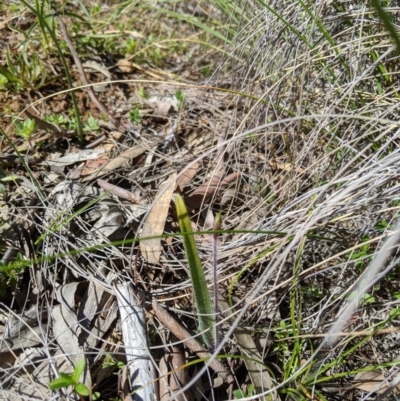 Caladenia actensis (Canberra Spider Orchid) at Downer, ACT by MattM