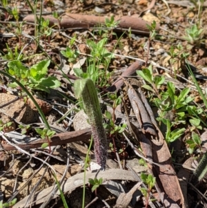 Caladenia actensis at suppressed - 30 Aug 2020