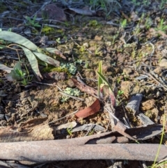 Caladenia actensis (Canberra Spider Orchid) at Mount Majura - 29 Aug 2020 by MattM
