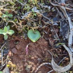 Corysanthes incurva (Slaty Helmet Orchid) at Mount Majura - 30 Aug 2020 by MattM