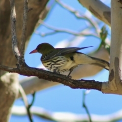 Oriolus sagittatus (Olive-backed Oriole) at Red Hill Nature Reserve - 30 Aug 2020 by LisaH