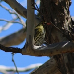 Oriolus sagittatus at Hughes, ACT - 30 Aug 2020