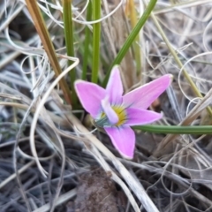 Romulea rosea var. australis (Onion Grass) at Holt, ACT - 30 Aug 2020 by trevorpreston