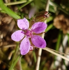 Erodium cicutarium (Common Storksbill, Common Crowfoot) at Holt, ACT - 30 Aug 2020 by trevorpreston