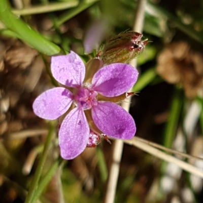 Erodium cicutarium (Common Storksbill, Common Crowfoot) at Holt, ACT - 30 Aug 2020 by trevorpreston