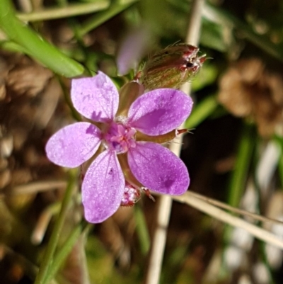 Erodium cicutarium (Common Storksbill, Common Crowfoot) at Holt, ACT - 30 Aug 2020 by tpreston