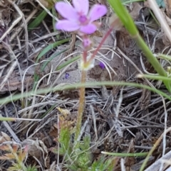 Erodium cicutarium at Holt, ACT - 30 Aug 2020