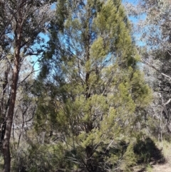 Callitris endlicheri (Black Cypress Pine) at QPRC LGA - 30 Aug 2020 by tpreston