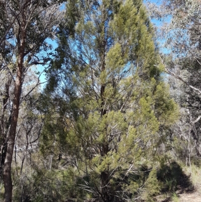 Callitris endlicheri (Black Cypress Pine) at Bicentennial Park - 30 Aug 2020 by trevorpreston