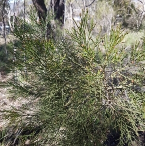 Callitris endlicheri at Queanbeyan West, NSW - 30 Aug 2020