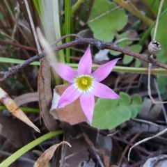 Romulea rosea var. australis (Onion Grass) at Queanbeyan West, NSW - 30 Aug 2020 by trevorpreston