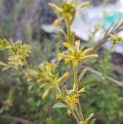 Pimelea curviflora (Curved Rice-flower) at Bicentennial Park - 30 Aug 2020 by trevorpreston