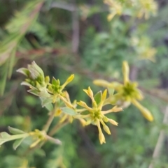 Pimelea curviflora at Queanbeyan West, NSW - 30 Aug 2020 01:09 PM