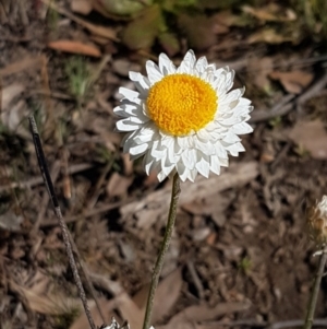 Leucochrysum albicans subsp. tricolor at Queanbeyan West, NSW - 30 Aug 2020