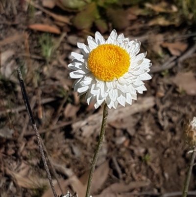 Leucochrysum albicans subsp. tricolor (Hoary Sunray) at Queanbeyan West, NSW - 30 Aug 2020 by trevorpreston