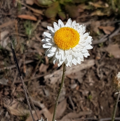 Leucochrysum albicans subsp. tricolor (Hoary Sunray) at Queanbeyan West, NSW - 30 Aug 2020 by trevorpreston