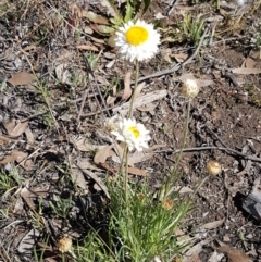 Leucochrysum albicans subsp. tricolor at Queanbeyan West, NSW - 30 Aug 2020