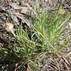 Leucochrysum albicans subsp. tricolor at Queanbeyan West, NSW - 30 Aug 2020