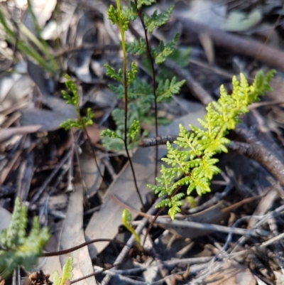 Cheilanthes (genus) (Rock Fern) at Queanbeyan West, NSW - 30 Aug 2020 by trevorpreston