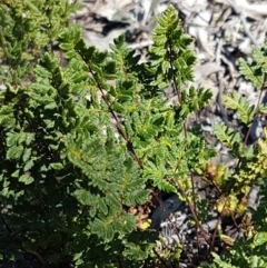 Cheilanthes sp. at Queanbeyan West, NSW - 30 Aug 2020