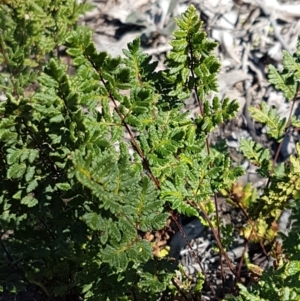 Cheilanthes sp. at Queanbeyan West, NSW - 30 Aug 2020