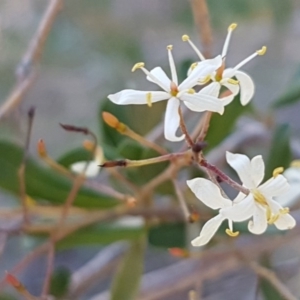 Bursaria spinosa at Queanbeyan West, NSW - 30 Aug 2020