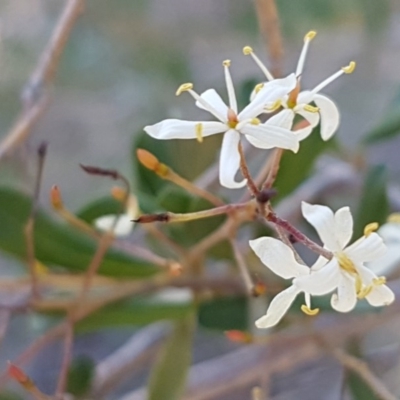 Bursaria spinosa (Native Blackthorn, Sweet Bursaria) at Queanbeyan West, NSW - 30 Aug 2020 by trevorpreston