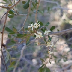 Bursaria spinosa at Queanbeyan West, NSW - 30 Aug 2020