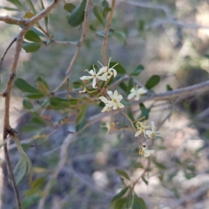 Bursaria spinosa at Queanbeyan West, NSW - 30 Aug 2020