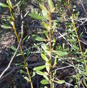 Bursaria spinosa at Queanbeyan West, NSW - 30 Aug 2020